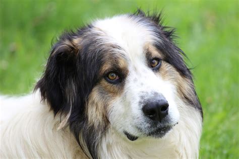 Tornjak: Dog Breed Characteristics & Care .